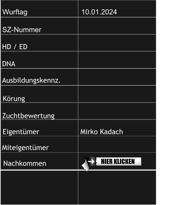 Wurftag                           10.01.2024                            SZ-Nummer                      HD / ED                          DNA                                Ausbildungskennz.          Zuchtbewertung                    Körung                          Eigentümer                   Mirko Kadach Miteigentümer                Nachkommen    HIER KLICKEN